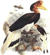 Helmeted Hornbill