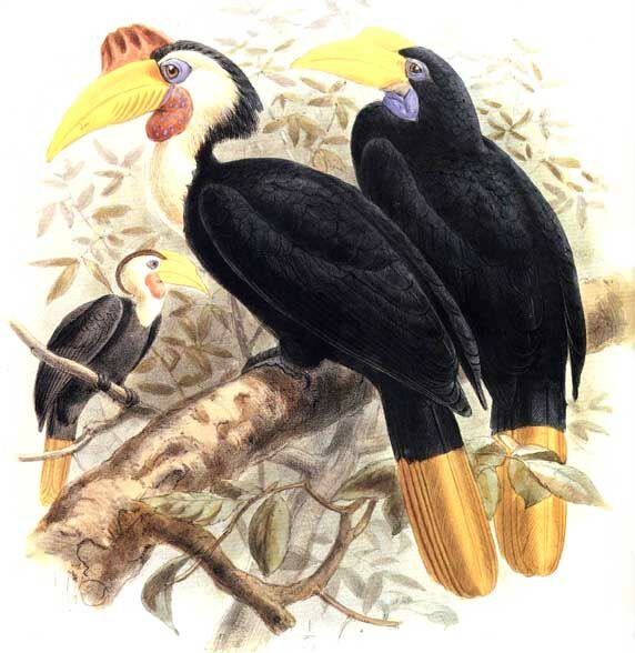 Wrinkled Hornbill