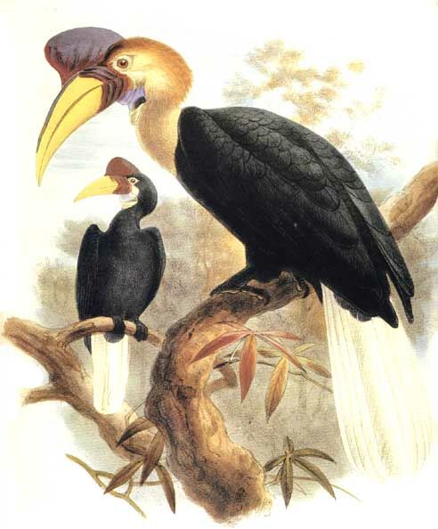 Knobbed Hornbill