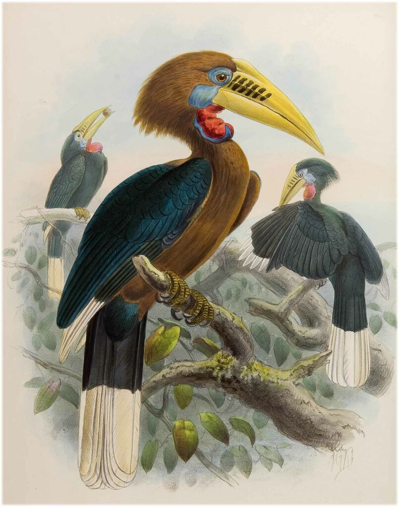 Rufous-necked Hornbill