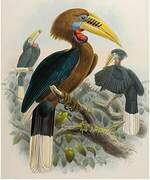 Rufous-necked Hornbill