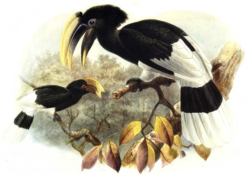 White-thighed Hornbill