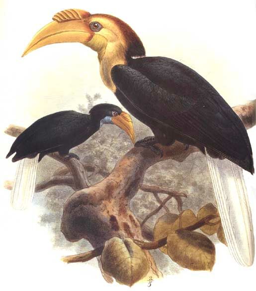 Plain-pouched Hornbill