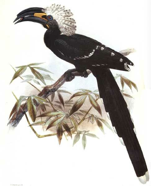 White-crested Hornbill