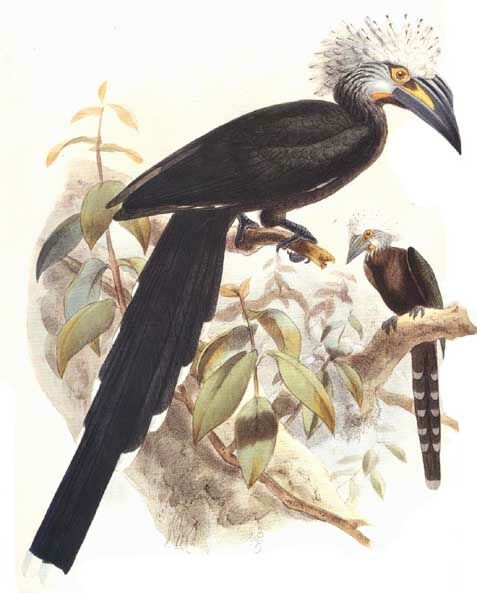 White-crested Hornbill