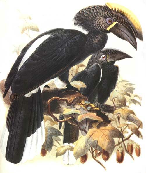 Silvery-cheeked Hornbill