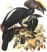 Silvery-cheeked Hornbill