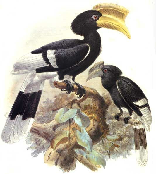 Brown-cheeked Hornbill