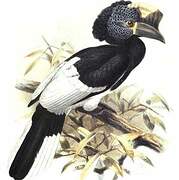 Black-and-white-casqued Hornbill