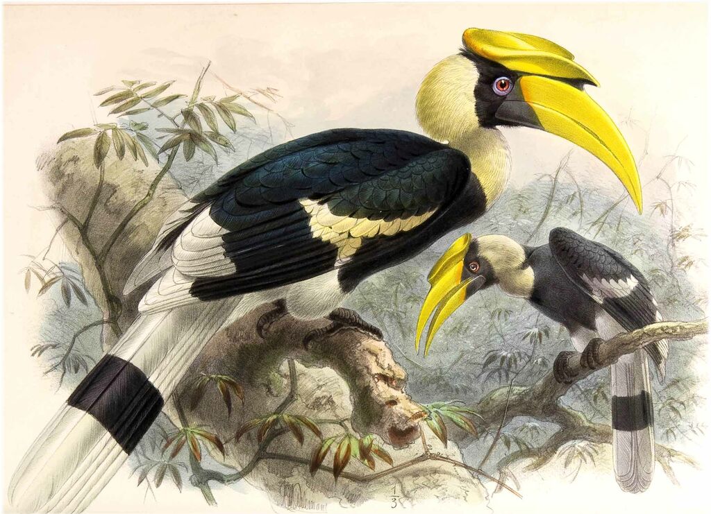 Great Hornbill