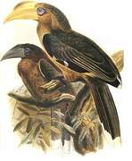 Tickell's Brown Hornbill