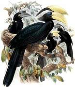 Black Hornbill