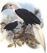 White-crowned Hornbill