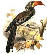 Crowned Hornbill