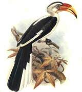 Von der Decken's Hornbill