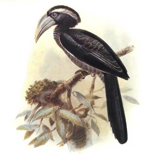 Western Dwarf Hornbill