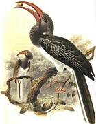 Hemprich's Hornbill