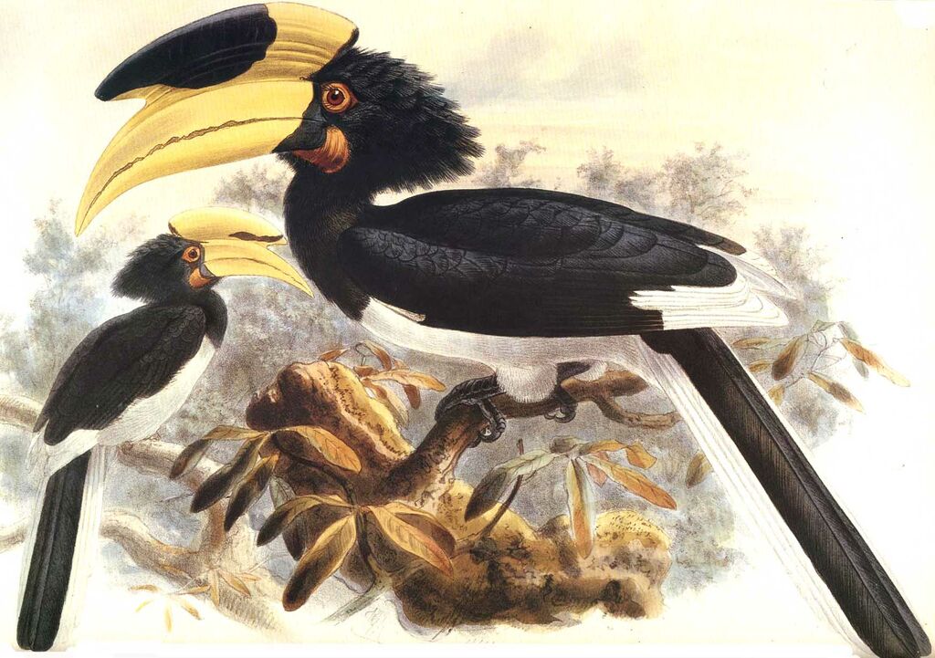 Malabar Pied Hornbill