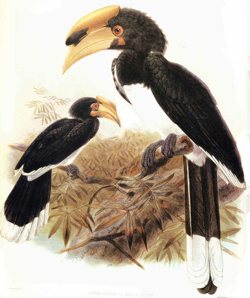 Malabar Pied Hornbill