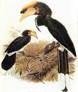 Malabar Pied Hornbill