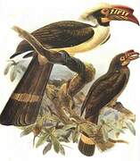 Luzon Hornbill