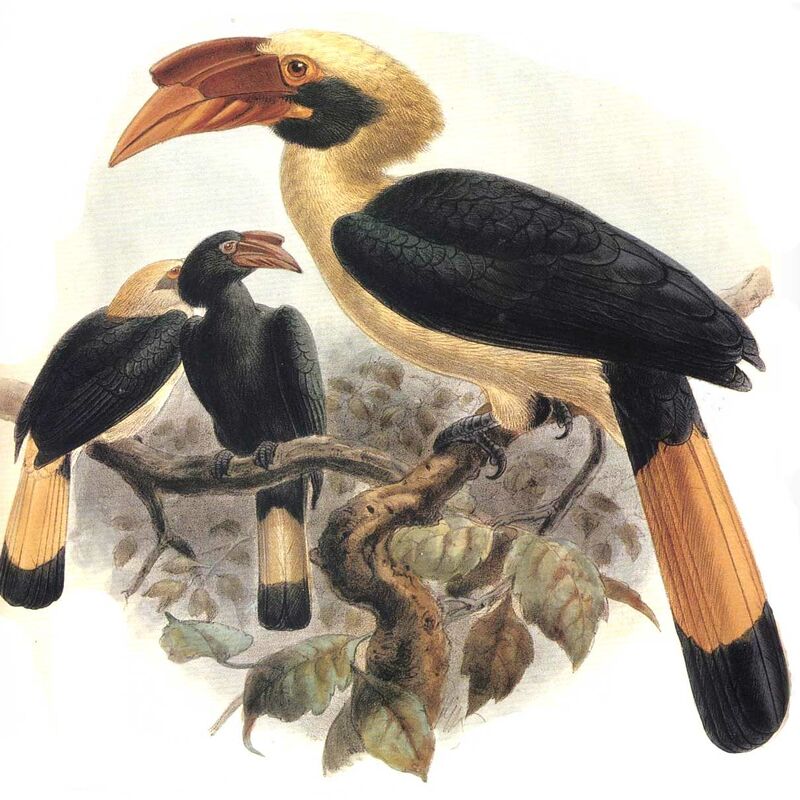 Mindanao Hornbill