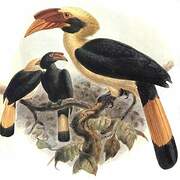 Mindanao Hornbill