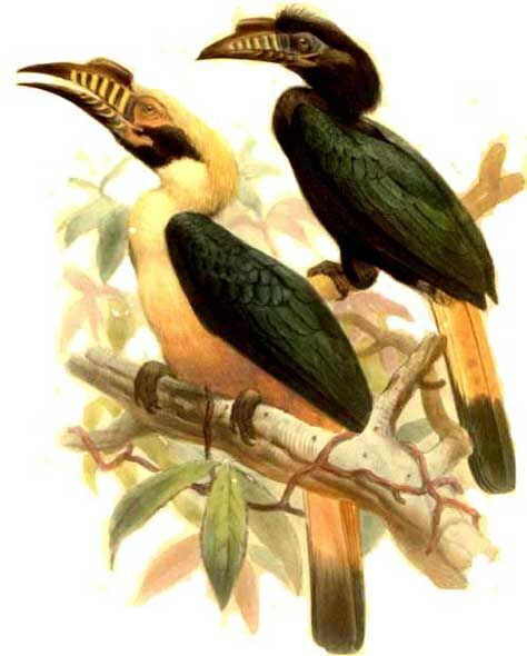 Mindoro Hornbill