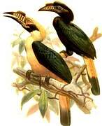 Mindoro Hornbill