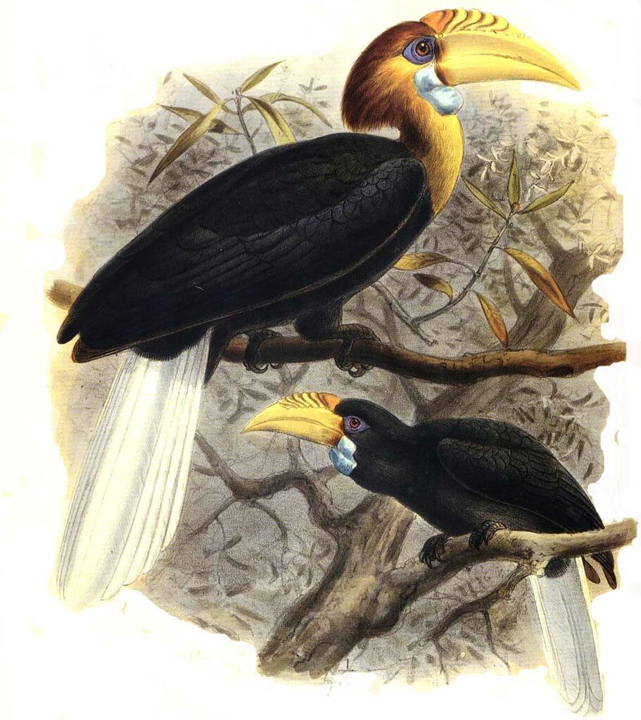 Narcondam Hornbill