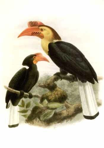 Writhed Hornbill