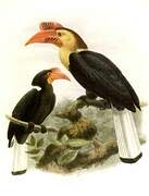 Writhed Hornbill