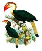 Walden's Hornbill