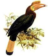 Walden's Hornbill