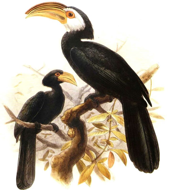 Sulawesi Hornbill
