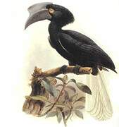 Sulu Hornbill