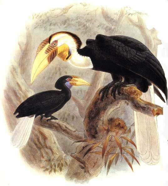 Wreathed Hornbill