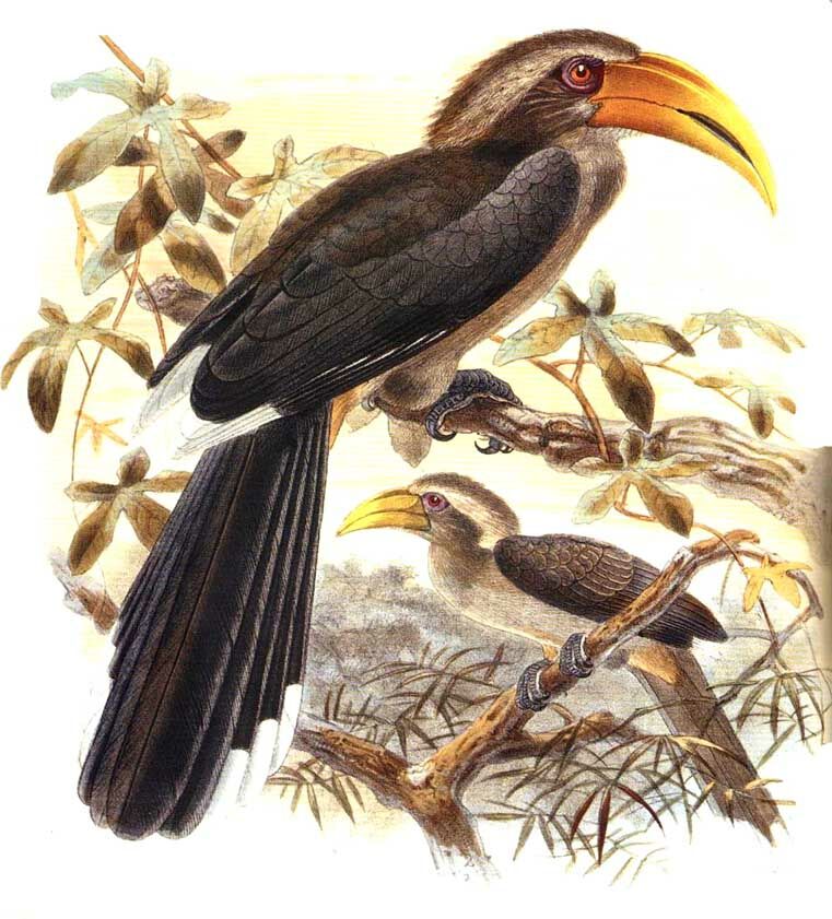 Malabar Grey Hornbill