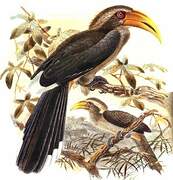 Malabar Grey Hornbill