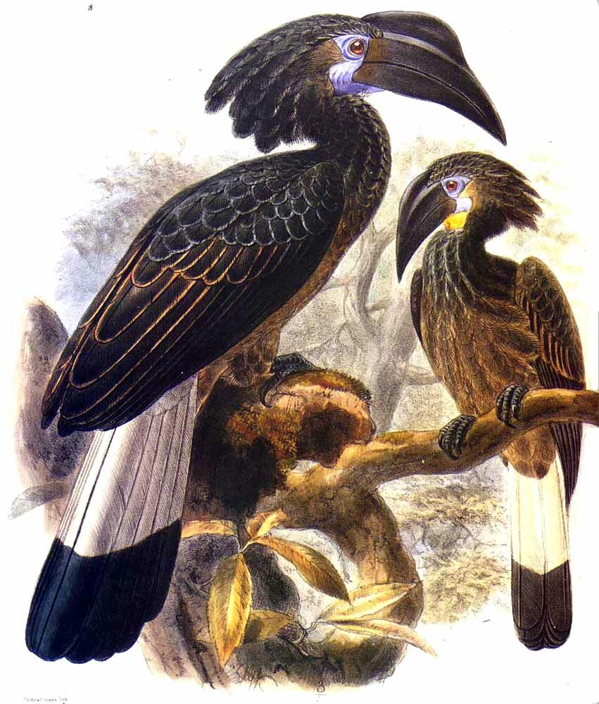 Bushy-crested Hornbill