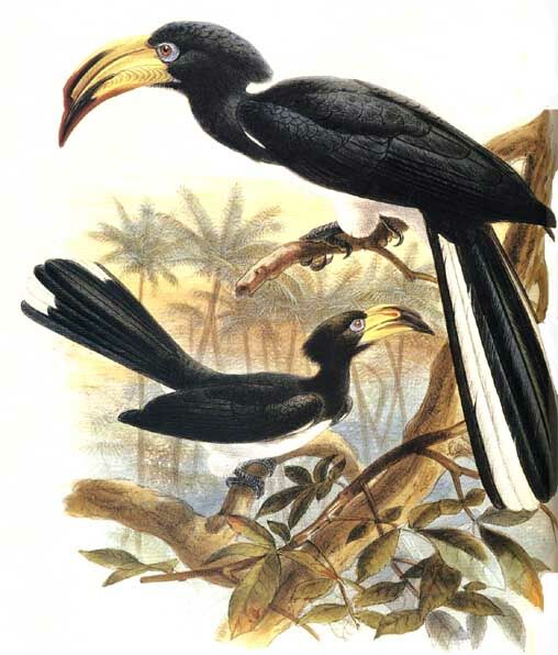 Congo Pied Hornbill