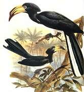 African Pied Hornbill