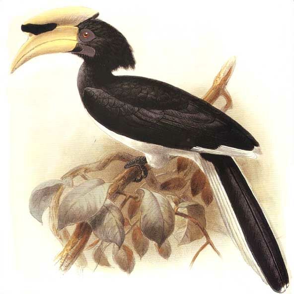 Oriental Pied Hornbill (convexus)