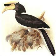 Oriental Pied Hornbill (convexus)