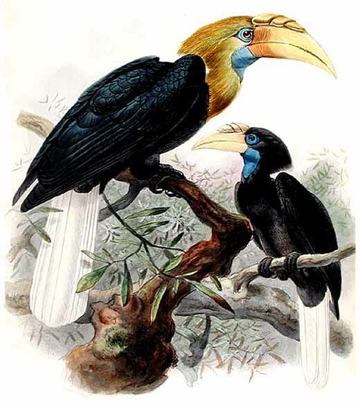 Blyth's Hornbill