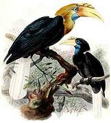 Blyth's Hornbill