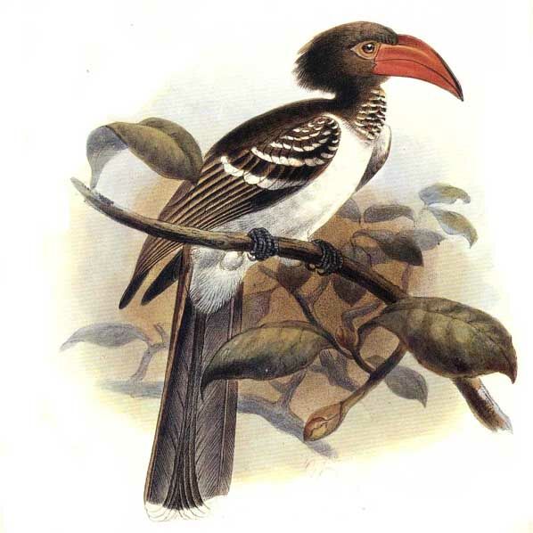 Red-billed Dwarf Hornbill