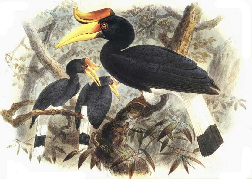 Rhinoceros Hornbill