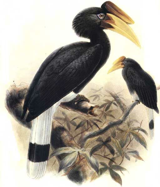 Rhinoceros Hornbill