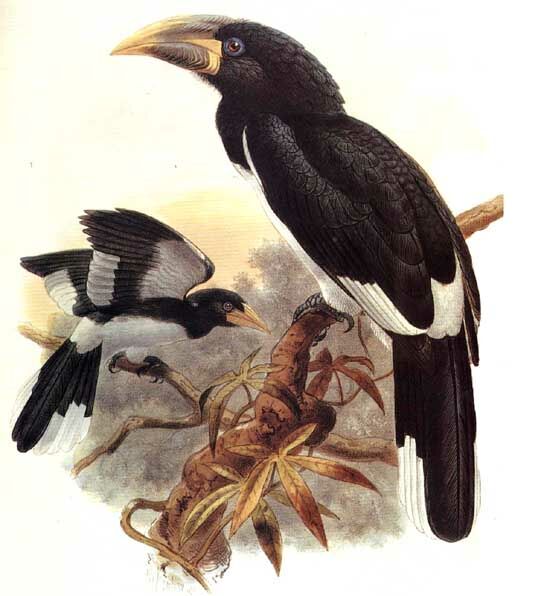 Piping Hornbill